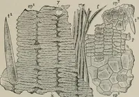 An illustration from The microscopy of vegetable foods, with special reference to the detection of adulteration and the diagnosis of mixtures (1916)