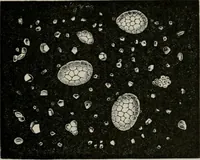 An illustration from The microscopy of vegetable foods, with special reference to the detection of adulteration and the diagnosis of mixtures (1916)