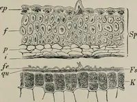 An illustration from The microscopy of vegetable foods, with special reference to the detection of adulteration and the diagnosis of mixtures (1916)