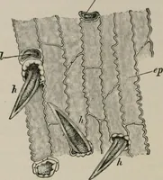 An illustration from The microscopy of vegetable foods, with special reference to the detection of adulteration and the diagnosis of mixtures (1916)