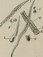 An illustration from The microscopy of vegetable foods, with special reference to the detection of adulteration and the diagnosis of mixtures (1916)