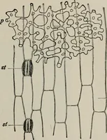An illustration from The microscopy of vegetable foods, with special reference to the detection of adulteration and the diagnosis of mixtures (1916)