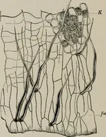 An illustration from The microscopy of vegetable foods, with special reference to the detection of adulteration and the diagnosis of mixtures (1916)