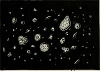 An illustration from The microscopy of vegetable foods, with special reference to the detection of adulteration and the diagnosis of mixtures (1916)