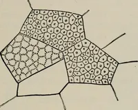 An illustration from The microscopy of vegetable foods, with special reference to the detection of adulteration and the diagnosis of mixtures (1916)