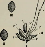 An illustration from The microscopy of vegetable foods, with special reference to the detection of adulteration and the diagnosis of mixtures (1916)