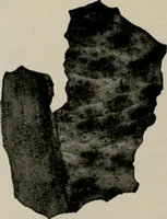 An illustration from The microscopy of vegetable foods, with special reference to the detection of adulteration and the diagnosis of mixtures (1916)