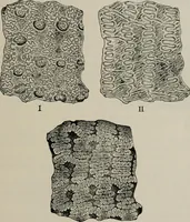 An illustration from The microscopy of vegetable foods, with special reference to the detection of adulteration and the diagnosis of mixtures (1916)