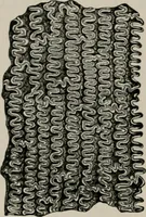 An illustration from The microscopy of vegetable foods, with special reference to the detection of adulteration and the diagnosis of mixtures (1916)