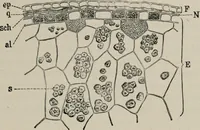 An illustration from The microscopy of vegetable foods, with special reference to the detection of adulteration and the diagnosis of mixtures (1916)