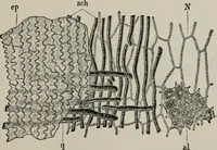 An illustration from The microscopy of vegetable foods, with special reference to the detection of adulteration and the diagnosis of mixtures (1916)