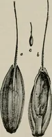 An illustration from The microscopy of vegetable foods, with special reference to the detection of adulteration and the diagnosis of mixtures (1916)