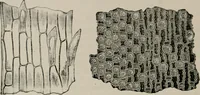 An illustration from The microscopy of vegetable foods, with special reference to the detection of adulteration and the diagnosis of mixtures (1916)