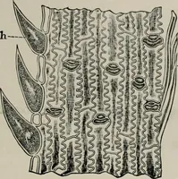 An illustration from The microscopy of vegetable foods, with special reference to the detection of adulteration and the diagnosis of mixtures (1916)