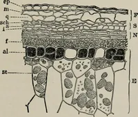 An illustration from The microscopy of vegetable foods, with special reference to the detection of adulteration and the diagnosis of mixtures (1916)