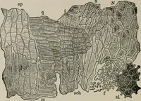 An illustration from The microscopy of vegetable foods, with special reference to the detection of adulteration and the diagnosis of mixtures (1916)