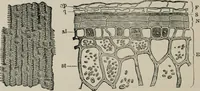 An illustration from The microscopy of vegetable foods, with special reference to the detection of adulteration and the diagnosis of mixtures (1916)
