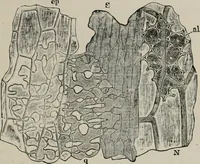 An illustration from The microscopy of vegetable foods, with special reference to the detection of adulteration and the diagnosis of mixtures (1916)