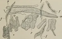 An illustration from The microscopy of vegetable foods, with special reference to the detection of adulteration and the diagnosis of mixtures (1916)