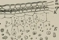 An illustration from The microscopy of vegetable foods, with special reference to the detection of adulteration and the diagnosis of mixtures (1916)