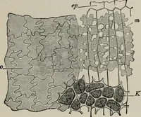 An illustration from The microscopy of vegetable foods, with special reference to the detection of adulteration and the diagnosis of mixtures (1916)