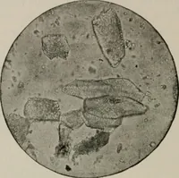 An illustration from The microscopy of vegetable foods, with special reference to the detection of adulteration and the diagnosis of mixtures (1916)