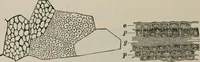 An illustration from The microscopy of vegetable foods, with special reference to the detection of adulteration and the diagnosis of mixtures (1916)