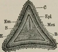 An illustration from The microscopy of vegetable foods, with special reference to the detection of adulteration and the diagnosis of mixtures (1916)