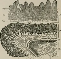 An illustration from The microscopy of vegetable foods, with special reference to the detection of adulteration and the diagnosis of mixtures (1916)