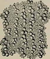 An illustration from The microscopy of vegetable foods, with special reference to the detection of adulteration and the diagnosis of mixtures (1916)