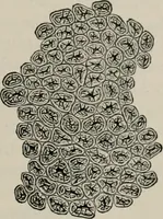An illustration from The microscopy of vegetable foods, with special reference to the detection of adulteration and the diagnosis of mixtures (1916)