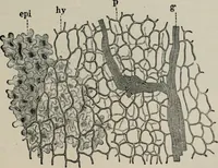 An illustration from The microscopy of vegetable foods, with special reference to the detection of adulteration and the diagnosis of mixtures (1916)