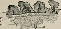 An illustration from The microscopy of vegetable foods, with special reference to the detection of adulteration and the diagnosis of mixtures (1916)