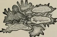 An illustration from The microscopy of vegetable foods, with special reference to the detection of adulteration and the diagnosis of mixtures (1916)