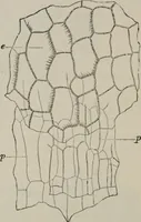 An illustration from The microscopy of vegetable foods, with special reference to the detection of adulteration and the diagnosis of mixtures (1916)