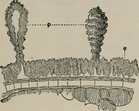 An illustration from The microscopy of vegetable foods, with special reference to the detection of adulteration and the diagnosis of mixtures (1916)