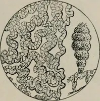 An illustration from The microscopy of vegetable foods, with special reference to the detection of adulteration and the diagnosis of mixtures (1916)