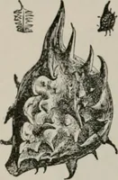 An illustration from The microscopy of vegetable foods, with special reference to the detection of adulteration and the diagnosis of mixtures (1916)