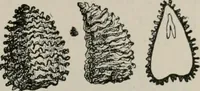 An illustration from The microscopy of vegetable foods, with special reference to the detection of adulteration and the diagnosis of mixtures (1916)