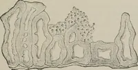 An illustration from The microscopy of vegetable foods, with special reference to the detection of adulteration and the diagnosis of mixtures (1916)