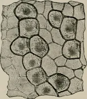 An illustration from The microscopy of vegetable foods, with special reference to the detection of adulteration and the diagnosis of mixtures (1916)
