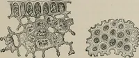 An illustration from The microscopy of vegetable foods, with special reference to the detection of adulteration and the diagnosis of mixtures (1916)