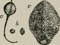 An illustration from The microscopy of vegetable foods, with special reference to the detection of adulteration and the diagnosis of mixtures (1916)