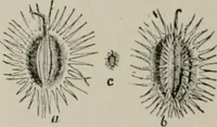 An illustration from The microscopy of vegetable foods, with special reference to the detection of adulteration and the diagnosis of mixtures (1916)