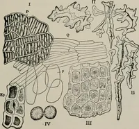 An illustration from The microscopy of vegetable foods, with special reference to the detection of adulteration and the diagnosis of mixtures (1916)