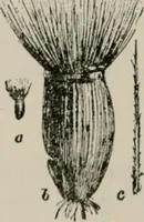 An illustration from The microscopy of vegetable foods, with special reference to the detection of adulteration and the diagnosis of mixtures (1916)