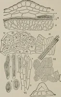 An illustration from The microscopy of vegetable foods, with special reference to the detection of adulteration and the diagnosis of mixtures (1916)