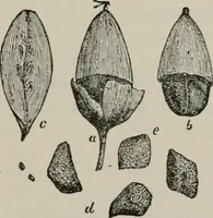 An illustration from The microscopy of vegetable foods, with special reference to the detection of adulteration and the diagnosis of mixtures (1916)