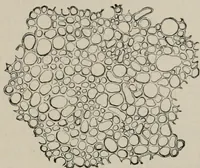 An illustration from The microscopy of vegetable foods, with special reference to the detection of adulteration and the diagnosis of mixtures (1916)