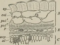 An illustration from The microscopy of vegetable foods, with special reference to the detection of adulteration and the diagnosis of mixtures (1916)